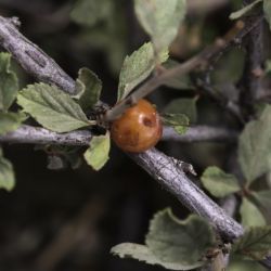 Prunus prostrata
