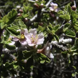 Rosaceae