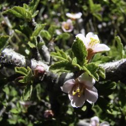 Prunus prostrata