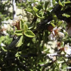 Prunus prostrata