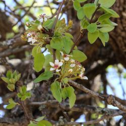 Pyrus bourgaeana