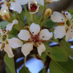 Pyrus bourgaeana