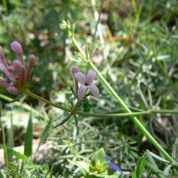 Asperula hirsuta