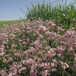 Asperula hirsuta