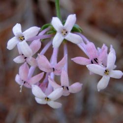 Asperula hirsuta