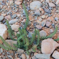 Crucianella hirta