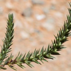 Crucianella hirta