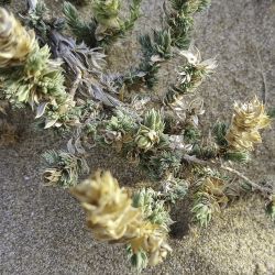 Crucianella maritima