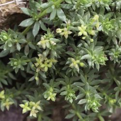 Galium acuminatum