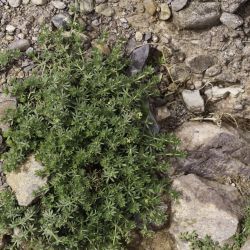 Galium acuminatum