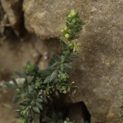 Galium acuminatum