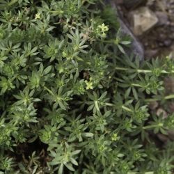 Galium acuminatum