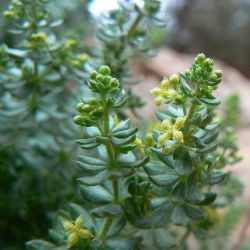 Galium bourgeanum subsp. maroccanum