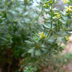 Galium bourgeanum subsp. maroccanum