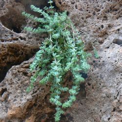 Galium bourgeanum subsp. maroccanum