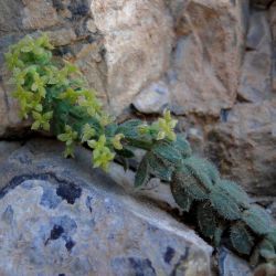 Galium bourgeanum subsp. maroccanum