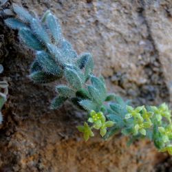 Galium bourgeanum subsp. maroccanum