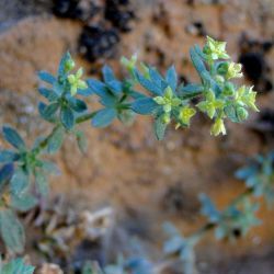 Galium bourgeanum subsp. maroccanum