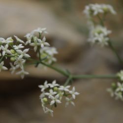 Galium ephedroides