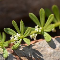 Galium murale