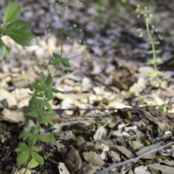 Galium scabrum