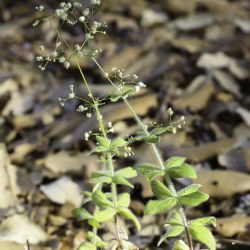 Galium scabrum