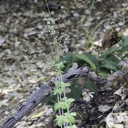 Galium scabrum