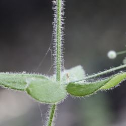 Galium scabrum