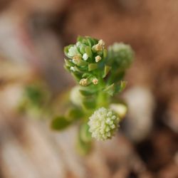 Galium verrucosum