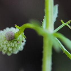 Galium verrucosum