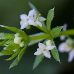 Galium verrucosum
