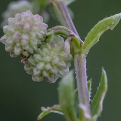 Galium verrucosum