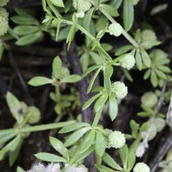 Galium verrucosum