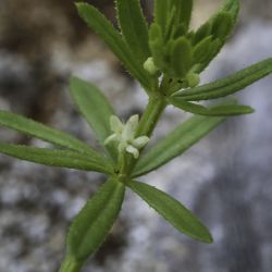 Galium verrucosum