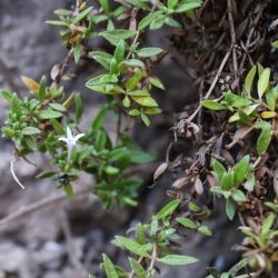 Plocama brevifolia  subsp. brevifolia