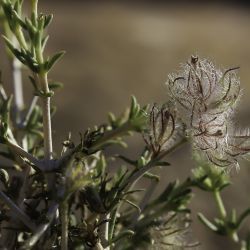 Plocama reboudiana