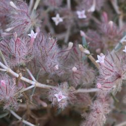 Plocama reboudiana