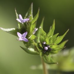 Sherardia arvensis