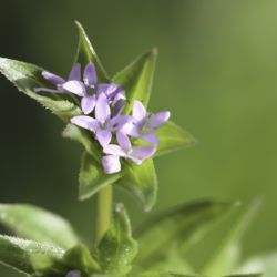 Sherardia arvensis