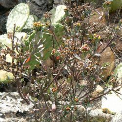 Haplophyllum broussonetianum