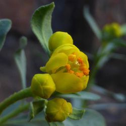 Haplophyllum broussonetianum