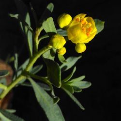 Haplophyllum broussonetianum
