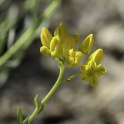 Haplophyllum linifolium