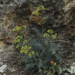 Ruta angustifolia