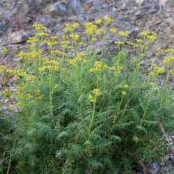Ruta angustifolia