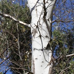 Populus alba
