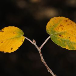Populus alba