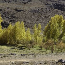 Populus nigra