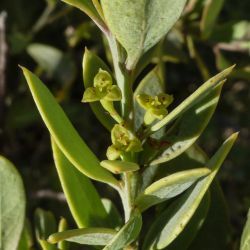 Osyris lanceolata