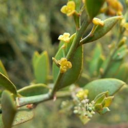 Osyris lanceolata